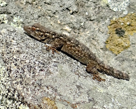 lizard